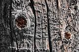 Knotty Pole_15884